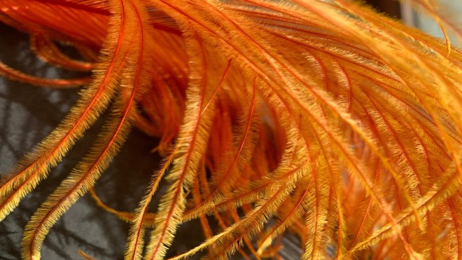 Plumes d'autruches @ Julien Vermeulen