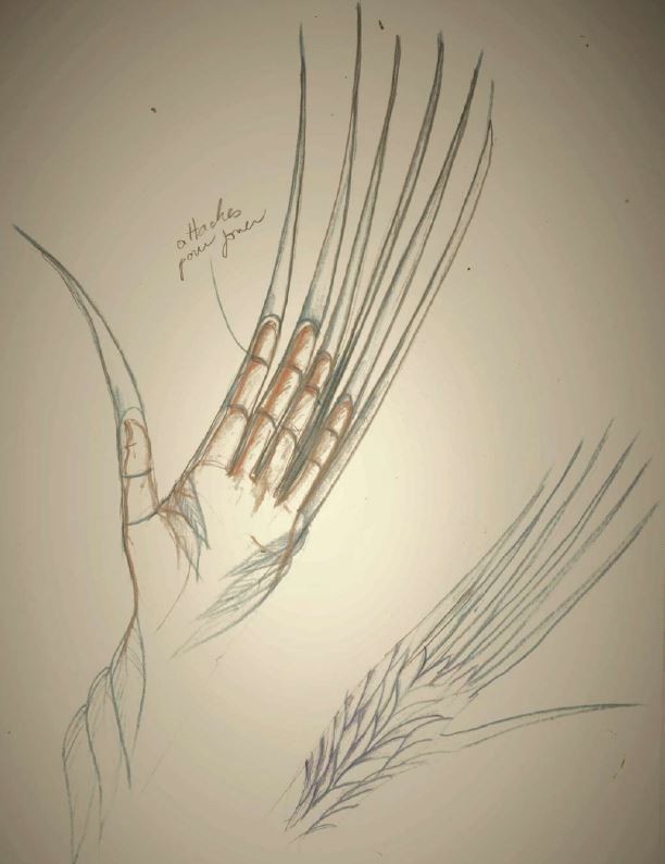 illustration